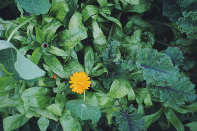 Directly above of calendula growing together with kale and mangold