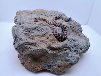 Close-up of crab on rock against white background