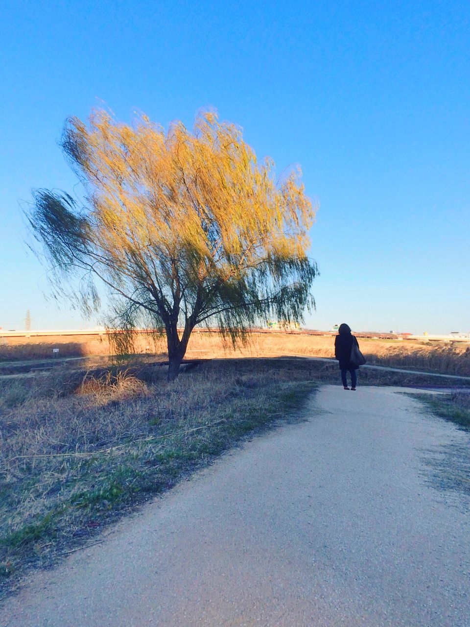 clear sky, tree, road, the way forward, copy space, tranquility, tranquil scene, landscape, field, country road, bare tree, nature, walking, transportation, beauty in nature, blue, full length, rear view