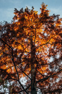 Low angle view of autumn trees against sky