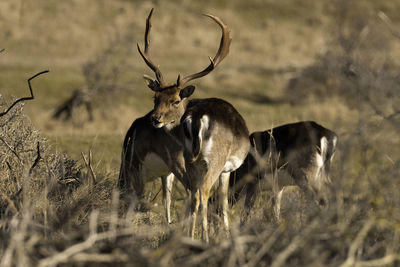 Deer in a field