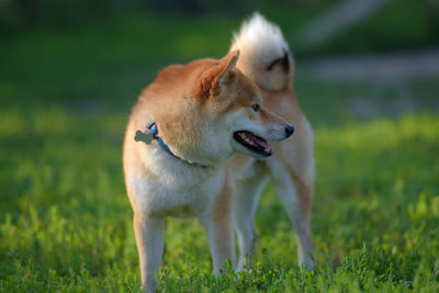 View of dog looking away on field