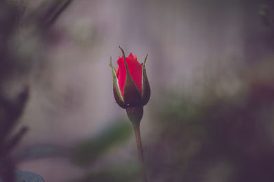 Close-up of red rose bud