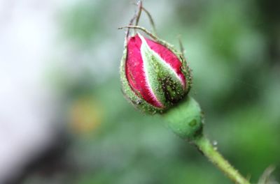 Close-up of flower bud growing outdoors