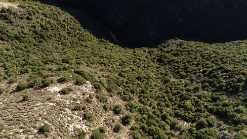 High angle view of trees on land