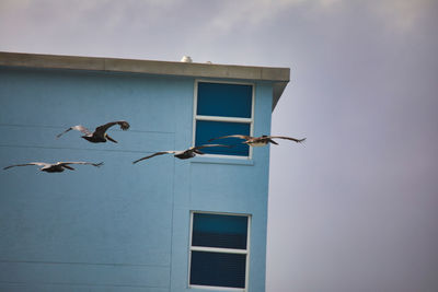 Low angle view of brown pelicans flying against building