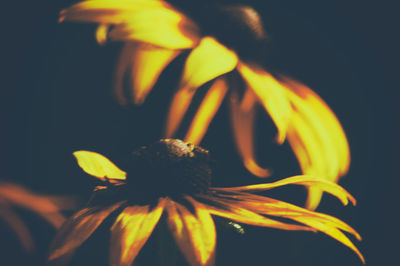 Close-up of honey bee on flower