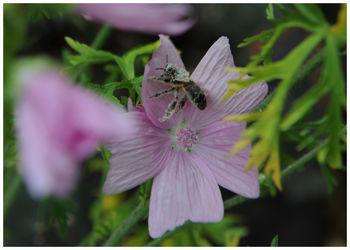Close-up of insect on flower