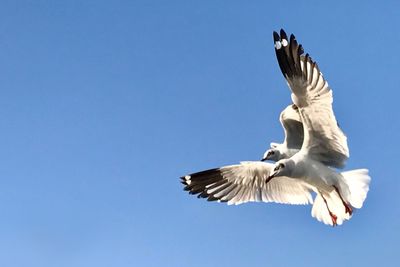 Low angle view of seagull flying