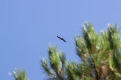 Low angle view of bird flying against blue sky