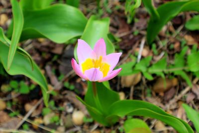 Close-up of pink crocus flower