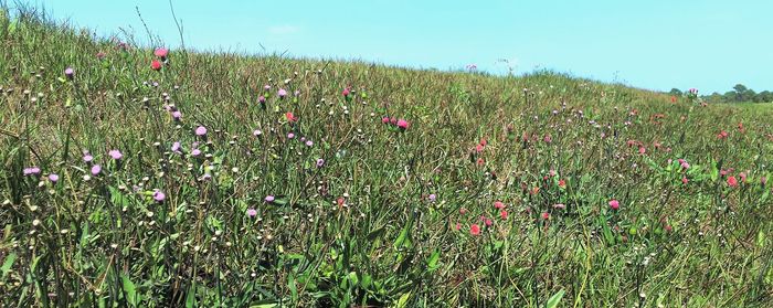 Plants growing on field against clear sky