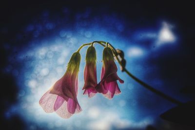 Close-up of pink flowering plant