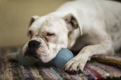 Close-up of dog resting