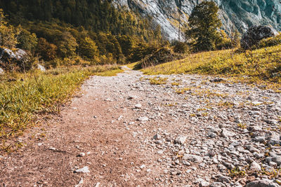 Surface level of road amidst trees