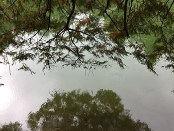 Low angle view of trees against sky