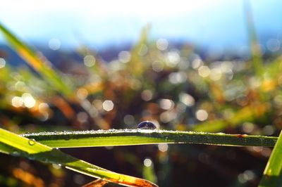 Close-up of wet plant