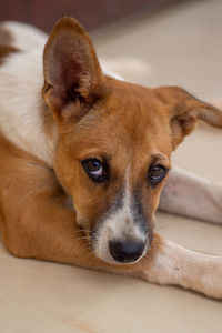 Close-up portrait of a dog