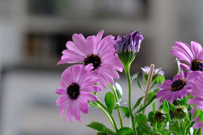 Close-up of pink flowers