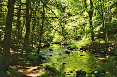 Scenic view of forest