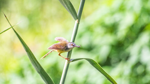 Close-up of snail on plant