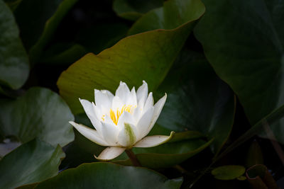 Close-up of lotus water lily