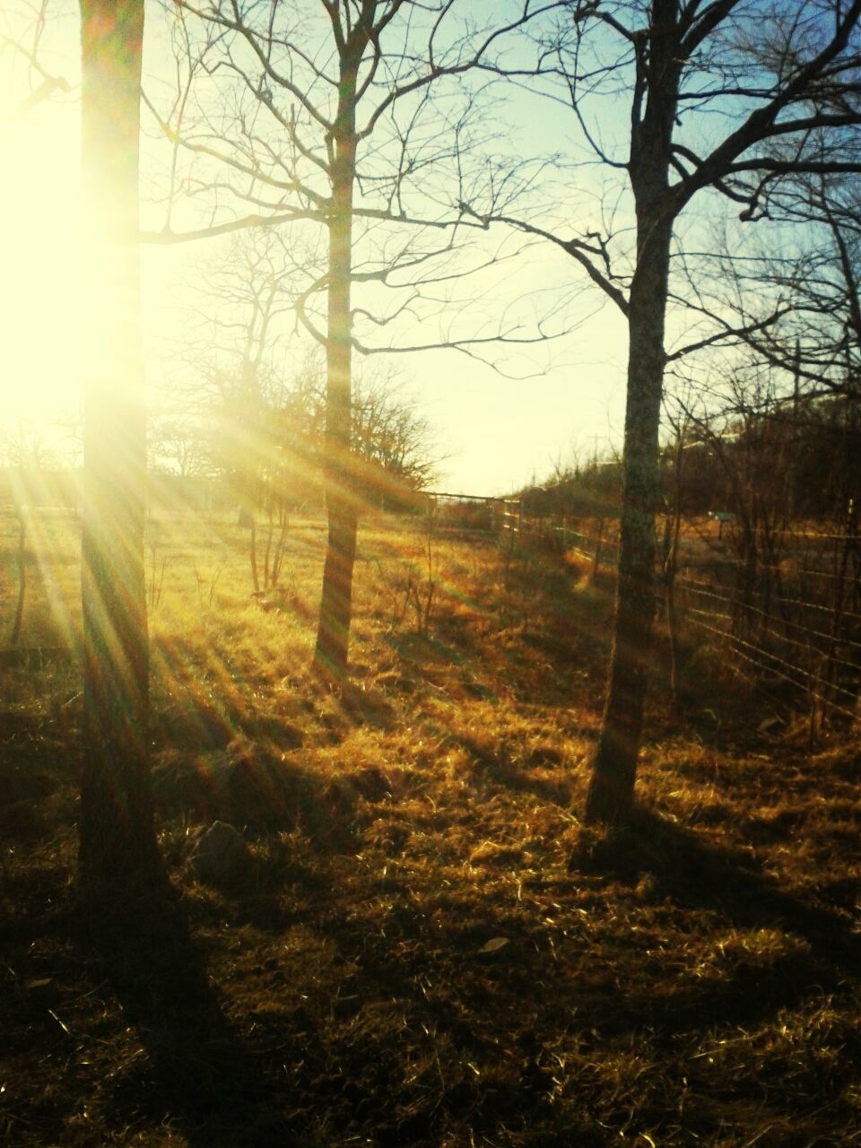 tree, tranquility, landscape, tranquil scene, field, nature, scenics, tree trunk, sunlight, beauty in nature, bare tree, sun, grass, growth, forest, sunbeam, woodland, non-urban scene, branch, lens flare