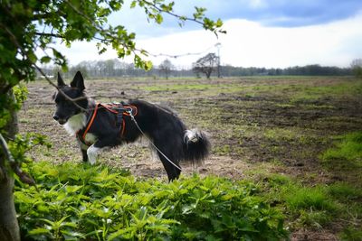 Horse on field against sky