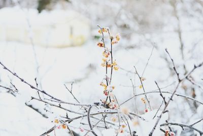 Low angle view of cherry blossom on tree