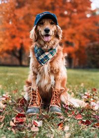 Dog sitting on field during autumn