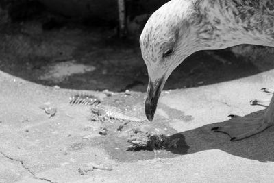 High angle view of seagull eating fish