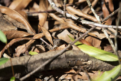 Close-up of insect on dry leaves