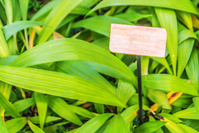 High angle view of fresh green plant