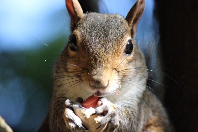 animal themes, one animal, animal, mammal, animal wildlife, rodent, close-up, eating, animals in the wild, no people, food, whisker, food and drink, animal body part, portrait, focus on foreground, animal head, nature, outdoors, day, animal mouth