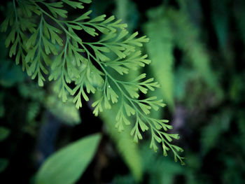 Close-up of pine tree leaves