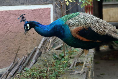 Close-up of peacock perching outdoors