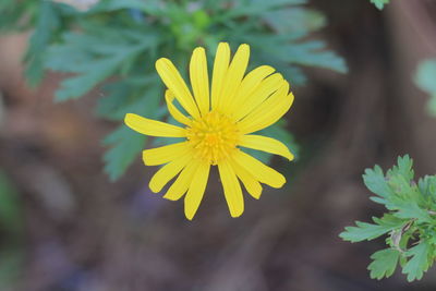 Close-up of yellow flowering plant