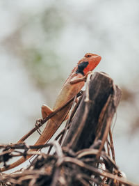 Close-up of lizard on twig