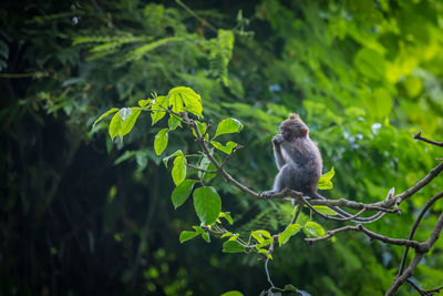 Monkey on tree