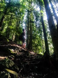 Low angle view of trees in forest