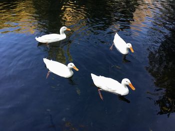 High angle view of swans swimming in lake