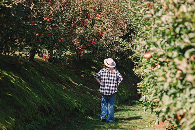 Woman walking through the rows of apple trees on the farm, fall season