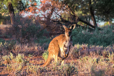 A wild kangaroo in the australien outback