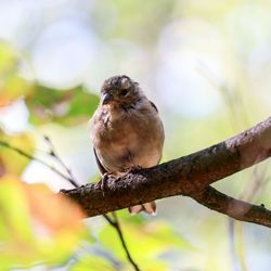 Close-up of bird perching on branch