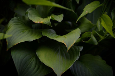Close-up of green leaves on plant