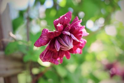 Close-up of pink flowering plant