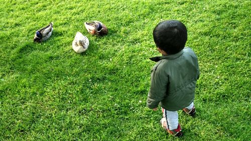 Rear view of boy standing by ducks on field