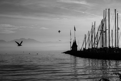 Silhouette birds flying over sea against sky