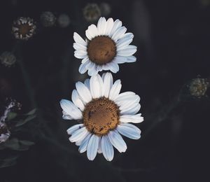 Directly above shot of white flowers at park