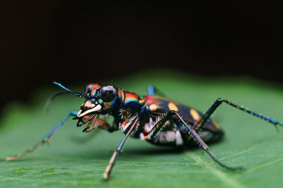 Close-up of insect on leaf